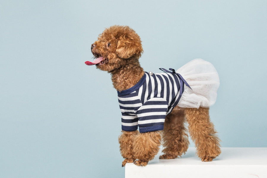 5 Signs Your Dog's Paws Need Care | NICHEGLOBB