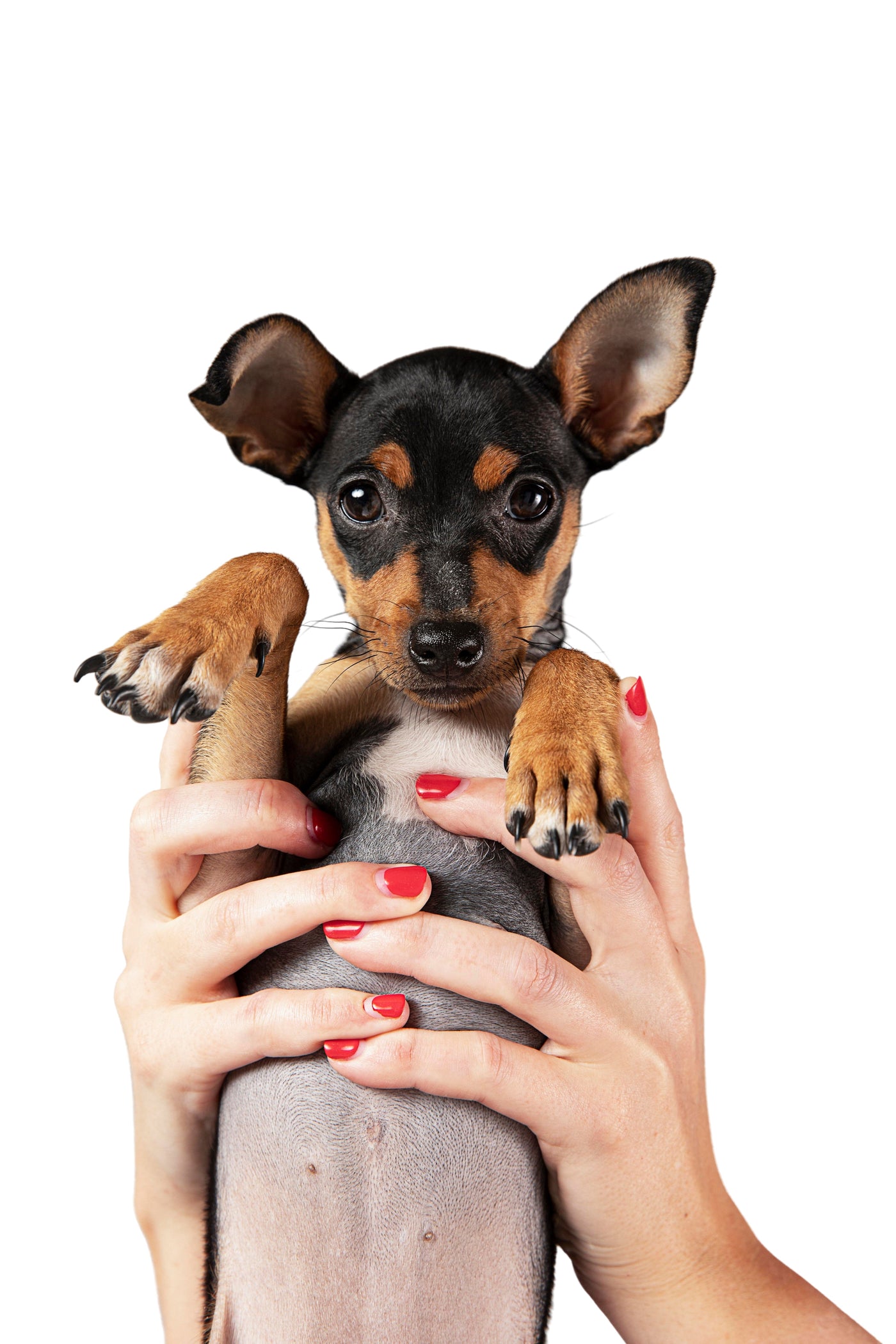 Dog Nail Care Guide: Why Long Nails Are Dangerous | NICHEGLOBB